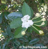 Brunfelsia jamaicensis, Brunfelsia plicata, Lady of the Night

Click to see full-size image