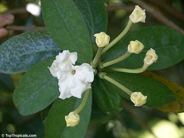 Brunfelsia jamaicensis, Brunfelsia plicata, Lady of the Night