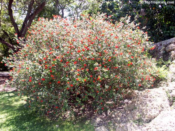 Rondeletia odorata, Rondeletia speciosa, Rondeletia coccinea, Panama Rose