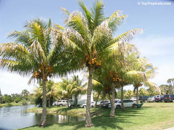 Cocos Nucifera Coconut Palm Coco Do Baia Toptropicals Com