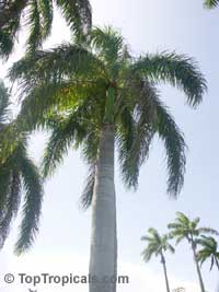 Roystonea elata, Roystonea oleracea, Roystonea regia, Florida Royal Palm

Click to see full-size image
