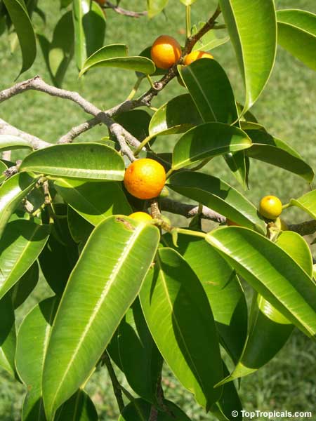 Ficus platypoda, Port Jackson Fig, Rock Fig, Australian Fig