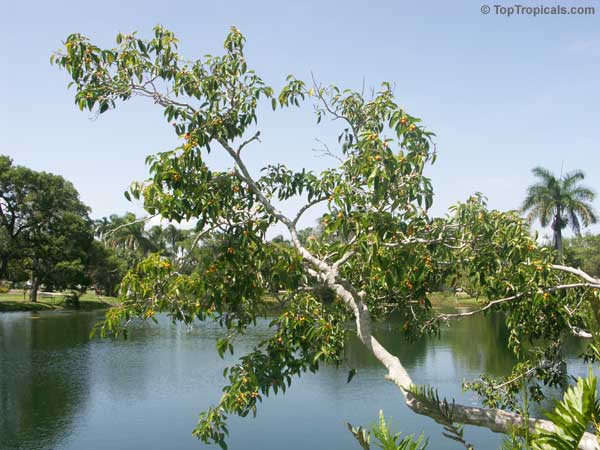 Ficus platypoda, Port Jackson Fig, Rock Fig, Australian Fig