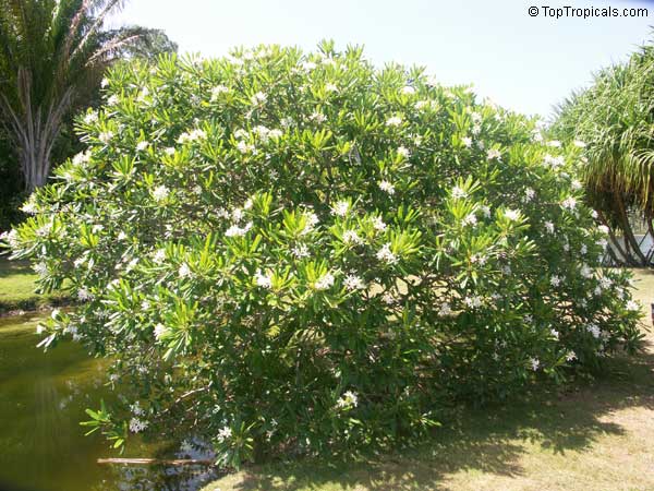 Plumeria stenophylla, Plumeria stenofilla, Frangipani