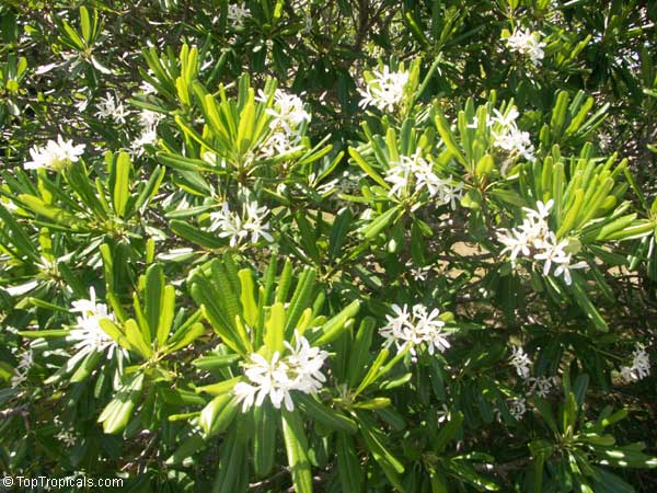 Plumeria stenophylla, Frangipani