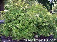 Brunfelsia australis, Brunfelsia bonodora, Brunfelsia latifolia, Yesterday-Today-and-Tomorrow

Click to see full-size image