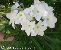 Plumeria pudica, Bridal Bouquet