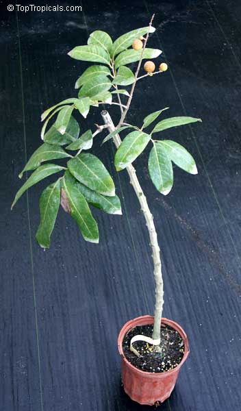 Dimocarpus longan, Euphoria longana, Nephelium longana, Longan, Dragon's Eye. Fruiting in container
