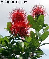 Combretum constrictum , Thailand Powderpuff, Ball of Fire

Click to see full-size image