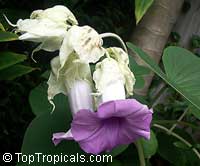 Argyreia nervosa, Argyreia speciosa, Elephant creeper; Woolly Morning Glory, Hawaiian Baby Woodrose