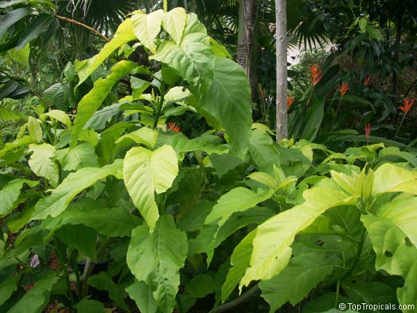 Pisonia alba, Pisonia brunoniana, Lettuce tree, Cabbage tree, Hawaiian Papala kepau, Sule sappu, Lachaikottei