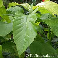 Pisonia alba, Pisonia brunoniana, Lettuce tree, Cabbage tree, Hawaiian Papala kepau, Sule sappu, Lachaikottei

Click to see full-size image