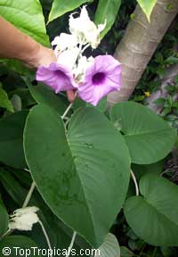 Argyreia nervosa, Argyreia speciosa, Elephant creeper; Woolly Morning Glory, Hawaiian Baby Woodrose