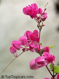 Antigonon leptopus ( ) - 