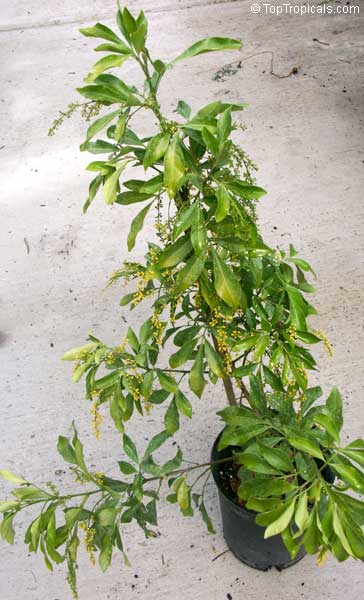 Aglaia odorata, Chinese Perfume Plant, Chinese Rice Flower, Mock Lemon