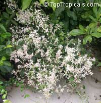 Alternanthera Snow Ball, Alternanthera Snow Ball

Click to see full-size image