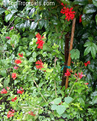 Bouvardia ternifolia, Scarlet Bourvardia, Trumpetilla, Firecracker Bush, Hummingbird Flower

Click to see full-size image