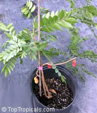Spondias purpurea, Purple Mombin, Hog Plum, Ciruela, Jocote. Fruiting in container (3 gal)