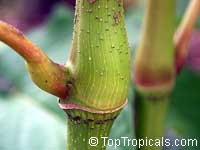 Piper auritum, Root Beer Plant, Mexican Pepperleaf, Hoja Santa , Veracruz Pepper, False Kava-Kava, Sacred Pepper

Click to see full-size image