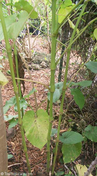 Piper auritum, Root Beer Plant, Mexican Pepperleaf, Hoja Santa , Veracruz Pepper, False Kava-Kava, Sacred Pepper
