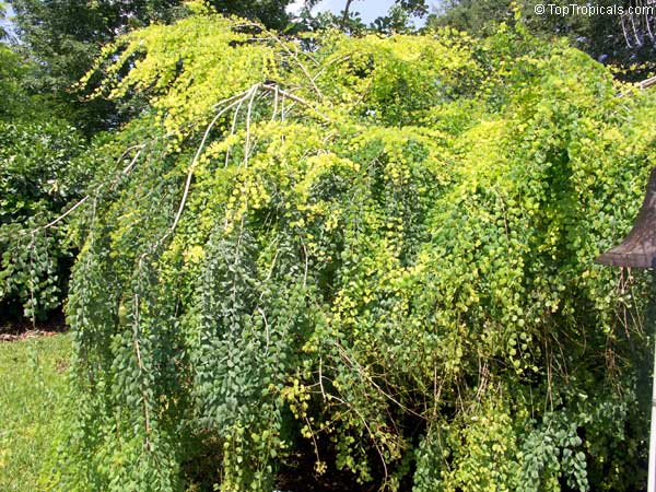 Bauhinia hookerii, Lysiphyllum hookerii, Mountain Ebony, Pegunny, White bauhinia