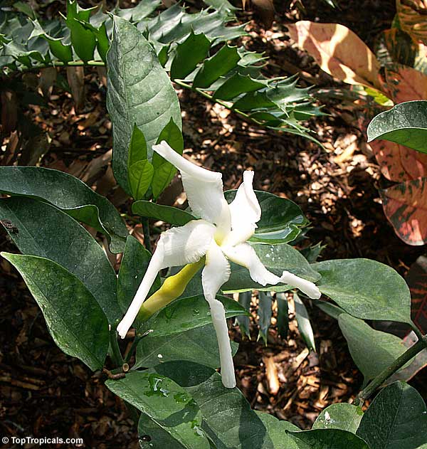 Tabernaemontana africana, Samoan Gardenia