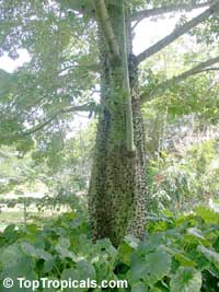 Ceiba insignis, Chorisia insignis, White Floss Silk Tree, Drunken Tree
