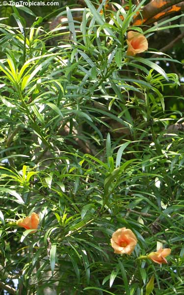 Cascabela thevetia, Thevetia nereifolia, Thevetia peruviana, Yellow Oleander, Still Tree, Lucky Nut