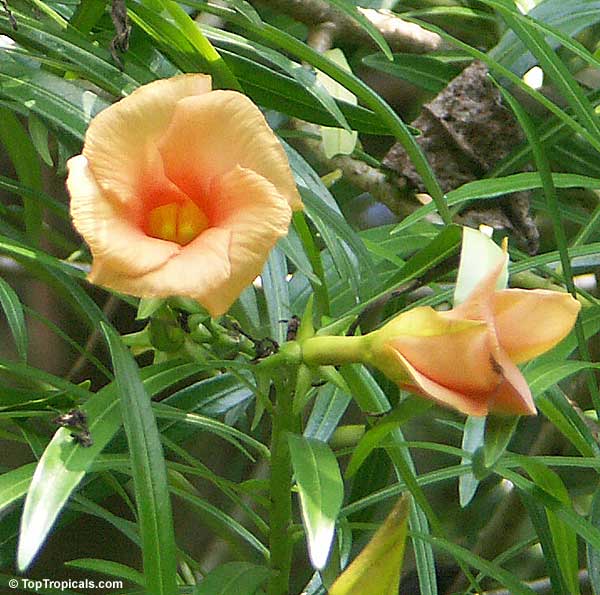 Thevetia nereifolia - seeds