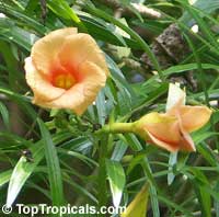 Thevetia nereifolia - seeds

Click to see full-size image