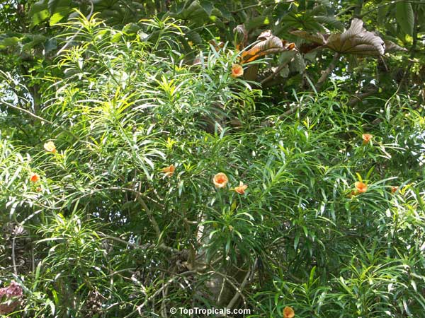 Thevetia nereifolia, Thevetia peruviana, Cascabela thevetia, Yellow Oleander, Still Tree, Lucky Nut