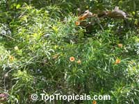 Thevetia nereifolia, Thevetia peruviana, Cascabela thevetia, Still Tree, Yellow Oleander, Lucky Nut

Click to see full-size image