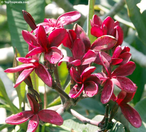 Plumeria Red Variegated, grafted