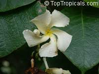 Chonemorpha penangensis, Frangipani Vine

Click to see full-size image