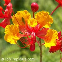 Caesalpinia pulcherrima Mexican Flame Dwarf Poinciana - seeds

Click to see full-size image