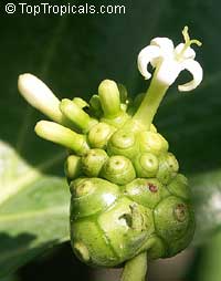 Morinda royoc - растение