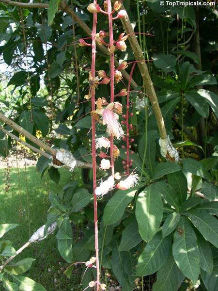 Barringtonia racemosa, Putat Kampung, Fish-killer Tree, Fish-poison Wood, Freshwater Mangrove