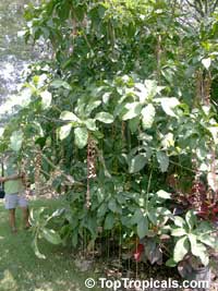 Barringtonia racemosa, Putat Kampung, Fish-killer Tree, Fish-poison Wood, Freshwater Mangrove

Click to see full-size image