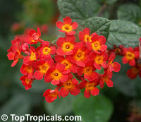 Rondeletia odorata - Red Panama Rose

Click to see full-size image