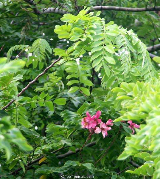 Cassia javanica, Apple Blossom Tree, Apple Blossom Shower