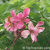 Cassia javanica, Apple Blossom Tree, Apple Blossom Shower

Click to see full-size image