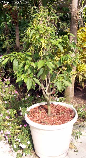 Cananga fruticosa, Cananga odorata var. Fruticosa, Cananga kirkii, Dwarf Ylang-Ylang, Dwarf Chanel #5 Tree