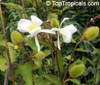Clappertonia ficifolia, Honckenya ficifolia, Bolo Bolo

Click to see full-size image