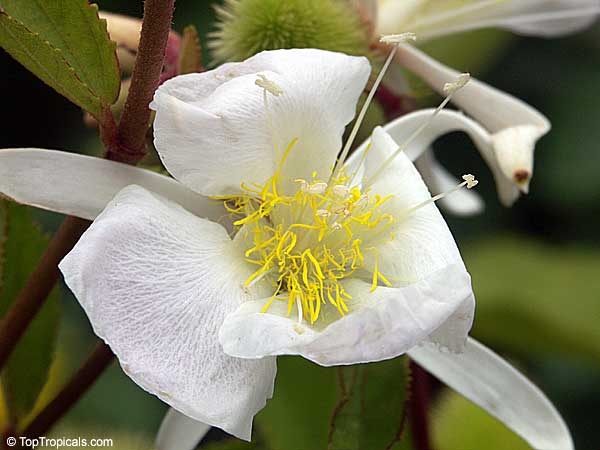 Clappertonia ficifolia, Honckenya ficifolia, Bolo Bolo