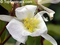 Clappertonia ficifolia, Honckenya ficifolia, Bolo Bolo

Click to see full-size image