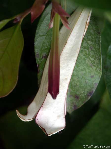 Portlandia grandiflora, Bell Flower, Glorious Flower of Cuba, White Horse Flower, Tree Lily