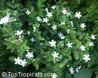 Wrightia antidysenterica, Snowflake, Milky way, Winter Cherry Tree, Arctic Snow, Pudpitchaya, Sweet Indrajao, Hyamaraca

Click to see full-size image