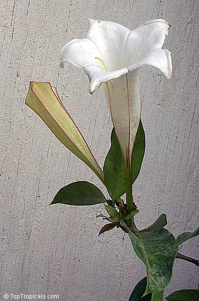 Portlandia grandiflora, Bell Flower, Glorious Flower of Cuba, White Horse Flower, Tree Lily