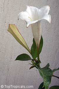 Portlandia grandiflora - Glorious Flower of Cuba

Click to see full-size image