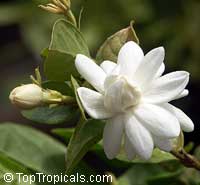 Jasminum sambac Mysore Mulli, Mysore Mulli Jasmine